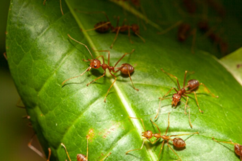 hormigas