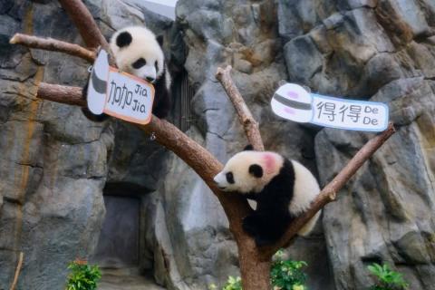 Jia Jia y De De