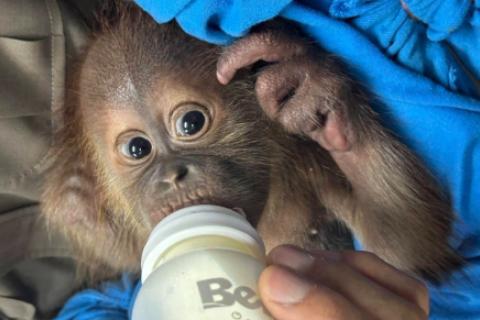 Orangután