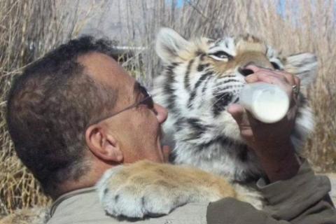 Tigres