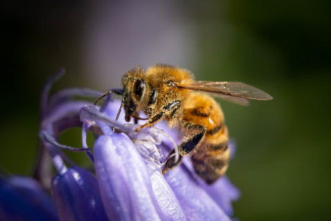 abeja