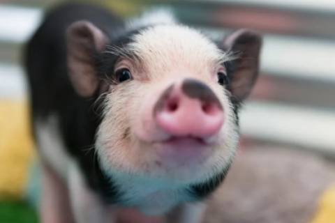 Cerdito