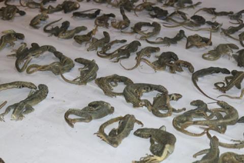 Lagartijas muertas