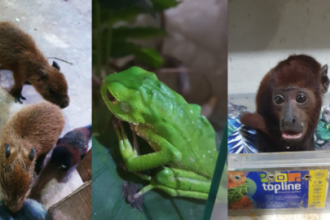Los Depredadores del Oriente traficaban animales desde Iquitos