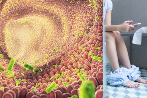 microbiota
