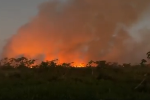 Pucallpa: se registra un gran incendio forestal que arrasa áreas de bosque