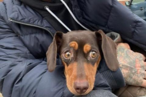 Perrita