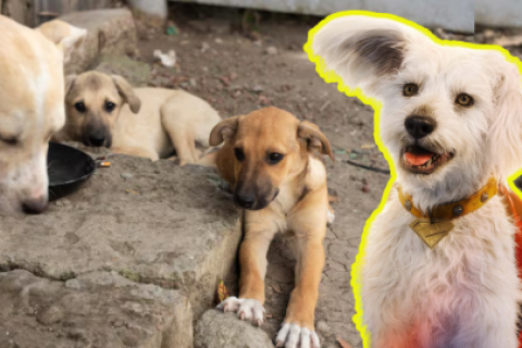 Adopciones