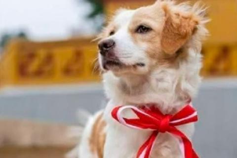 Perro Chiribaya