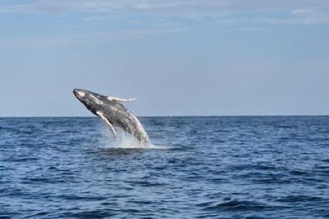 avistamiento de ballenas