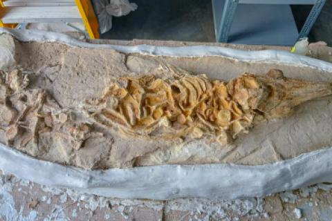 lomacetus