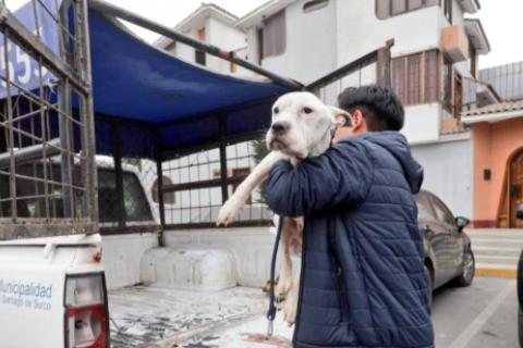 perrita