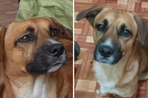 perrito desaparecido
