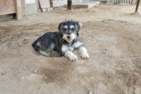 perritos