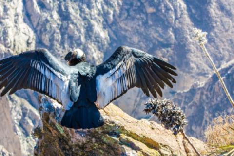 condor andino arequipa