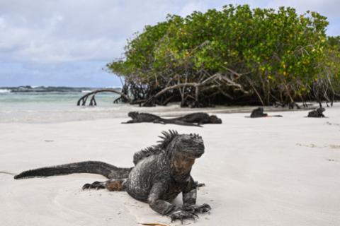 GALAPAGOS 