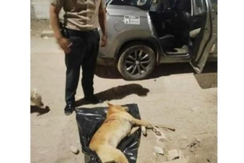 PERRO ASESINADO