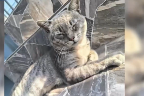Detienen a hombre que asesinó a palos a gatito en La Victoria  VIDEO