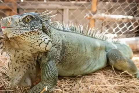 IGUANA