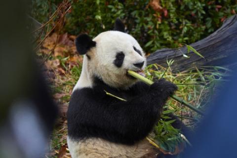 oso panda