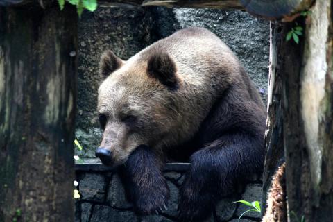 OSOS 