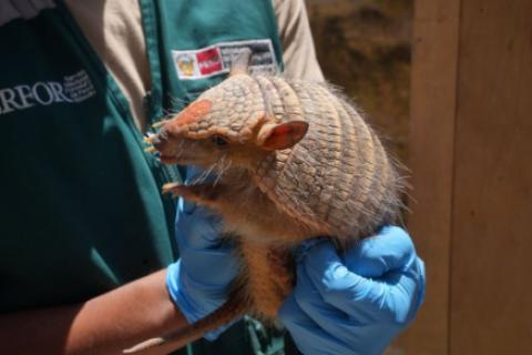 animal exótico