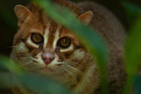  gato de cabeza plana
