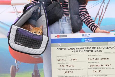 GATO VIAJERO 