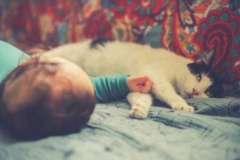 GATOS Y NIÑOS 