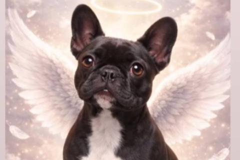 perrita