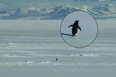 El 'Pinguino nihilista' que ha remecido al Internet: esta es su historia