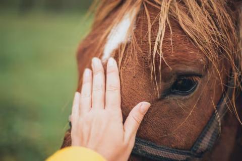 caballos