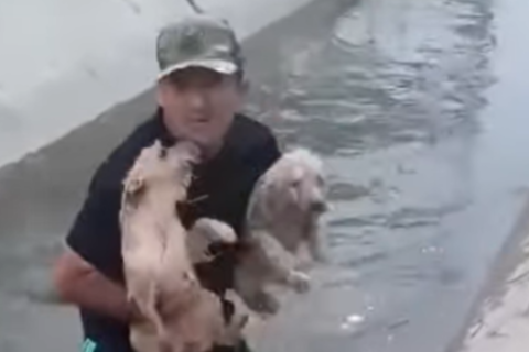 Chiclayo Rescatan a dos cachorros atrapados en canal de regadío 