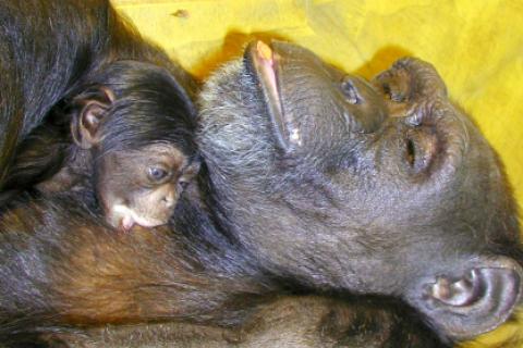 chimpancé