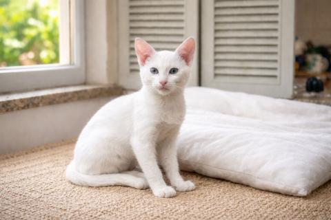 GATITO