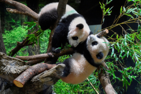 Gemelos pandas de Tokio parte a China, dejando a Japón sin sus queridos osos