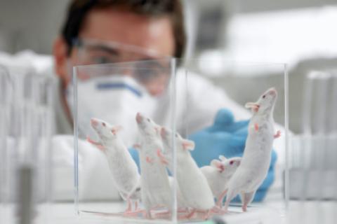 ratones de laboratorio. Foto: Getty