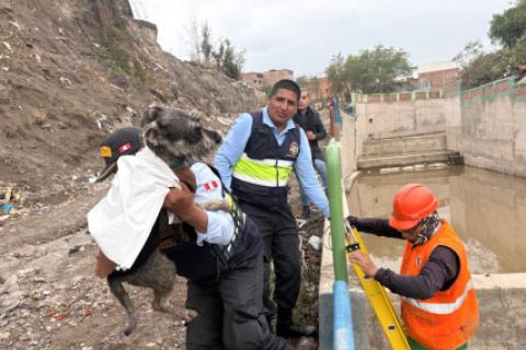 Perrito en Arequipa 