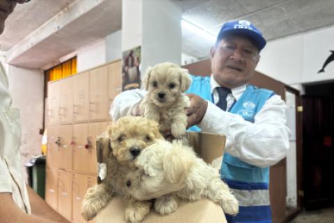 Rescatan a tres cachorros que eran vendidos ilegalmente en la avenida Abancay