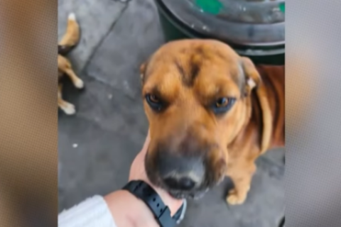 Perro
