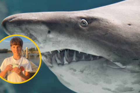  tiburón toro