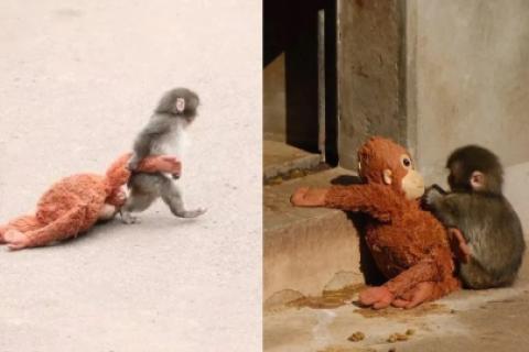 el monito Punch 