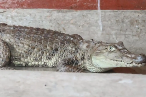 lagarto