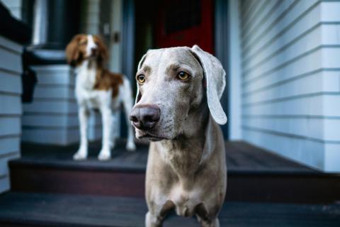 PERRITO