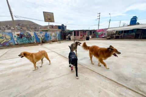 PERRITOS 