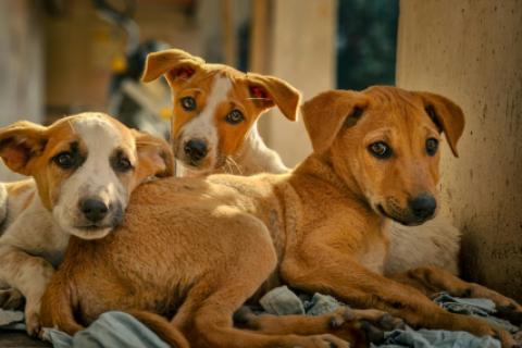 PERROS 