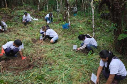 reforestación oxapampa