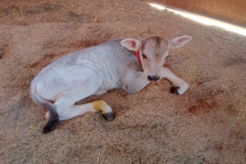 Samuel, el ternero raza Brown Swiss que nació por inseminación artificial en Arequipa