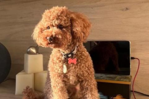 Buscan a 'Camote', perro perdido en Paracas