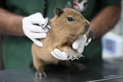 CAPIBARA 